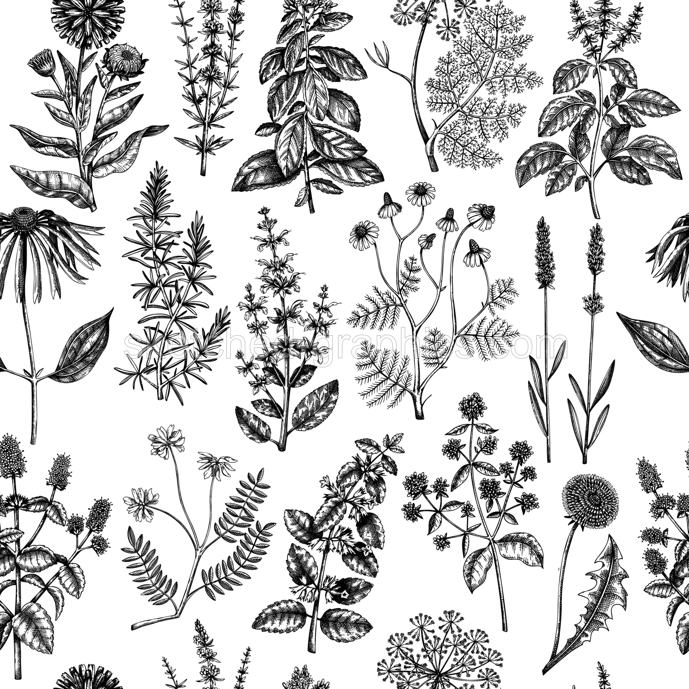 Botanical pattern with meadows, medicinal herbs, flowering plants and blooming wild flowers. Hand drawn black sketches on white background. Vector illustration in vintage style. Seamless texture Illustration